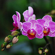 Отдается в дар Орхидея Фаленопсис с фиолетовыми крапинками