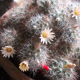 Отдается в дар Малыши кактуса Mammillaria prolifera