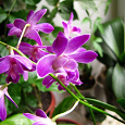 Отдается в дар Орхидея Dendrobium Berry Oda