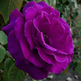Отдается в дар Семена фиолетовой розы