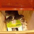 Отдается в дар Крысы: 2 взрослые самки и 2 крысенка