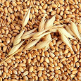 Отдается в дар Пшеница