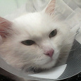 Отдается в дар одинокий котик