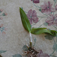 Отдается в дар орхидея дендробиум