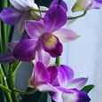 Отдается в дар орхидеи