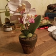 Отдается в дар орхидея иск.