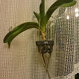 Отдается в дар Орхидея гигантея