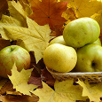 Отдается в дар Осенние яблоки