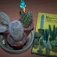 Отдается в дар Книга о кактусах + кактусы