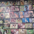 Отдается в дар небольшую коллекцию (100 шт.) карманных календариков с изображением разных пород собак