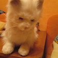 Отдается в дар Интерактивная игрушка «Кошка Лулу» FurReal Friends