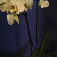 Отдается в дар орхидеи фаленопсис