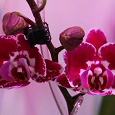 Отдается в дар Орхидея