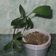 Отдается в дар Пеперомия перескиелистная (Peperomia pereskiifolia)