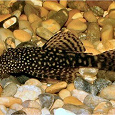 Отдается в дар Сомики анцитрусы — аквариумные рыбки.