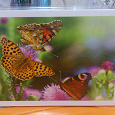 Отдается в дар Набор открыток «Животный мир. Бабочки». Современные.