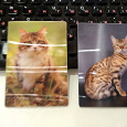 Отдается в дар Карманные календарики 3D с кошками