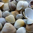 Отдается в дар Морские ракушки
