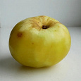 Отдается в дар Пара кг желтых яблок