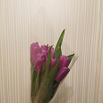 Отдается в дар Тюльпаны розовые и красные (2 фото)