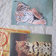 Отдается в дар календарики тигр- леопарды, 1984-1986г, серия цирк