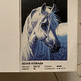 Отдается в дар Картина по номерам Белая лошадь