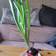 Отдается в дар Луковица гиацинта после цветения