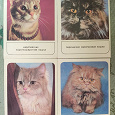 Отдается в дар Набор открыток Кошки