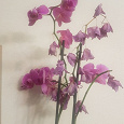 Отдается в дар Орхидея фаленопсис