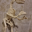 Отдается в дар Скелет динозавра