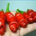 Отдается в дар Семена декоративного перца Penis Chili Red
