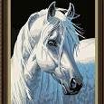 Отдается в дар алмазная вышивка Белая лошадь новый набор