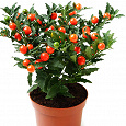 Отдается в дар Комнатное растение solanum (20-25 см)