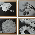 Отдается в дар черно-белые открытки с цветами