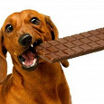 Отдается в дар Шоколад для собак.