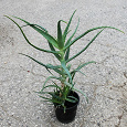 Отдается в дар Столетник (Aloe arborescens)