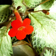 Отдается в дар Эписция медно-красная (Episcia cupreata)
