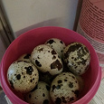 Отдается в дар Перепелиные яйца 20 шт