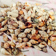 Отдается в дар Морской дар — ракушки