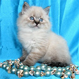 Отдается в дар Бижутерный котик: на ХМ+красивки, которые можно и так носить