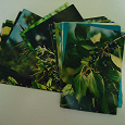 Отдается в дар Набор открыток «Зелёная аптека»(флора)