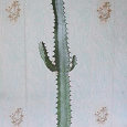 Отдается в дар Молочай трехгранный (Euphorbia trigona)