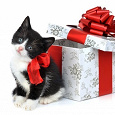 Отдается в дар Косметическо-парфюмерный кот в мешке