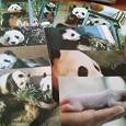 Отдается в дар Набор открыток, Китай