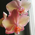 Отдается в дар Орхидеи фаленопсис