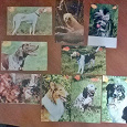 Отдается в дар Набор открыток собаки + в разнобой