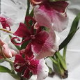 Отдается в дар Орхидея Камбрия