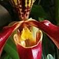 Отдается в дар орхидея башмачок