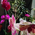 Отдается в дар Орхидеи фаленопсис