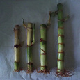 Отдается в дар Драцена бамбуковая, черенки с корешками
